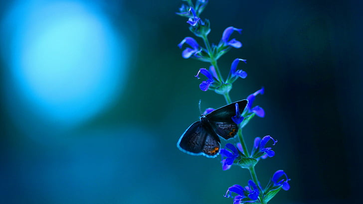 farfalla, blu cobalto, macrofotografia, fiore, organismo, fiore blu, da vicino, blu elettrico, Sfondo HD