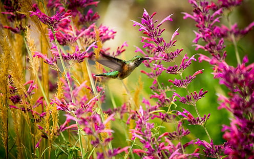 Koliber, ptak, różowe kwiaty, koliber, ptak, różowy, kwiaty, Tapety HD HD wallpaper