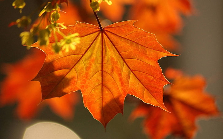 folha de bordo marrom, folhas, outono, bordo, filial, HD papel de parede