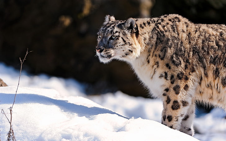 снежен леопард, снежен леопард, хищник, сняг, HD тапет