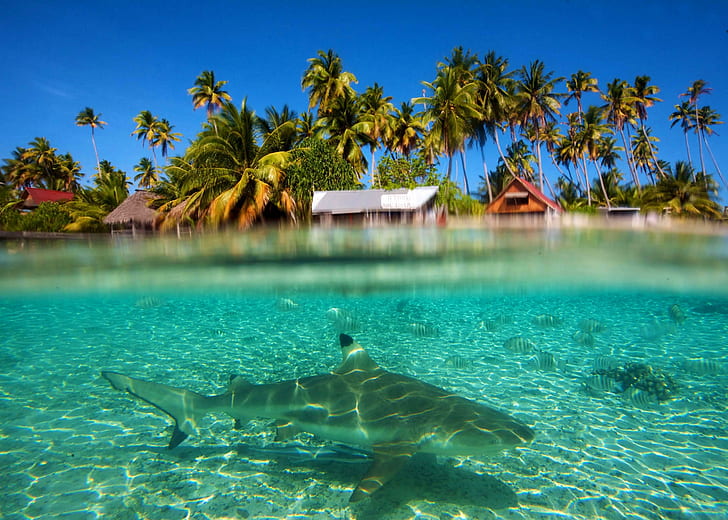 Requin sous la lagune Pacifique Sud, lagune, sous l'eau, sud-pacifique, récif, polynésie, bleu, requin, paradis, poisson, île, marin, tropical, snork, Fond d'écran HD