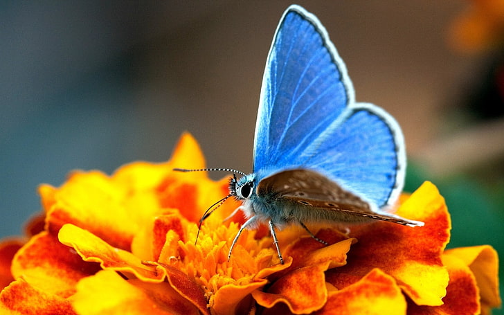 الفراشة الزرقاء المشتركة ، الفراشة ، الأجنحة ، الأسود ، السطح، خلفية HD
