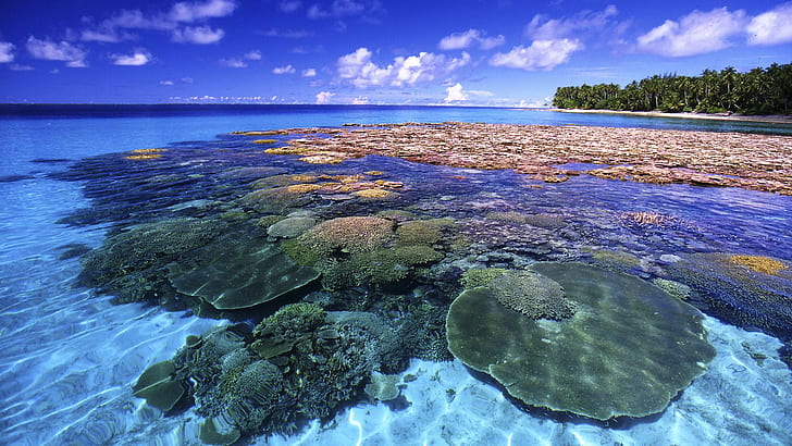 Bellissima barriera corallina, alberi, coralli, nuvole, scogliera, natura e paesaggi, Sfondo HD