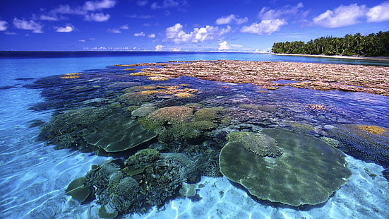 Красивый коралловый риф, деревья, кораллы, облака, риф, природа и пейзажи, HD обои HD wallpaper
