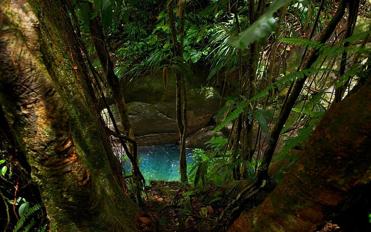 джунгла, папрати, листа, природа, дървета, тропически, зеленина, мъх, тюркоаз, вода, езерце, пейзаж, Гваделупа, HD тапет