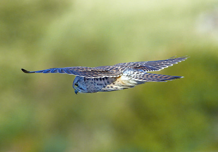 selective focus photography of Hawk Owl, kestrel, kestrel, Kestrel, selective focus, photography, Hawk Owl, birds, holy island, Northumberland, G W, W Jones, G  W, W  Jones, united kingdom, Europe, natural, british  isles, british isles, life, living creatures, animal kingdom, nature, european, world, countryside, uk, Peter Jones, living, wildlife  photography, image, picture, amateur  photographer, Planet Earth, animals, animaux, aire libre, outside, fresh air, outdoors, digital image, Our world, environment, fauna, day, daytime, ornithological, avian, predator, photo, photos, vegetation, greenery, vegetable, vegetables, growth, plant Kingdom, plant  kingdom, botanical, botanicals, history, habitat, serene, calm, tranquil, peaceful, relaxing, oiseau, bird, animal, wildlife, feather, bird of Prey, flying, bird Watching, beak, HD wallpaper
