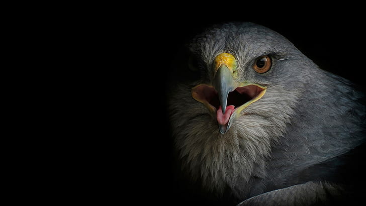 Buzzard falcon, gray short beaked bird, buzzard, falcon, vulture, Bird, HD wallpaper
