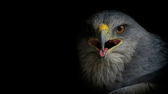 Falco Poiana, uccello dal becco corto grigio, Poiana, falco, avvoltoio, uccello, Sfondo HD HD wallpaper