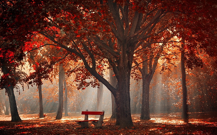 red tree forest, sun rays through trees photography, nature, landscape, park, trees, fall, mist, leaves, bench, sun rays, morning, red, HD wallpaper