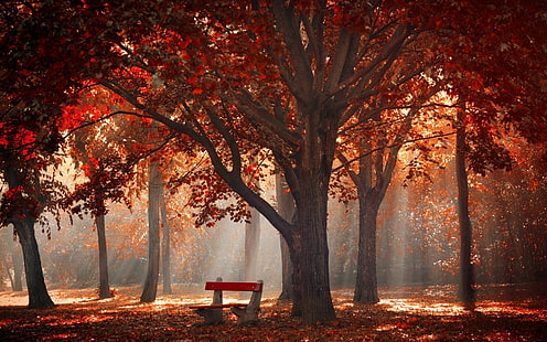 red tree forest, sun rays through trees photography, nature, landscape, park, trees, fall, mist, leaves, bench, sun rays, morning, red, HD wallpaper HD wallpaper