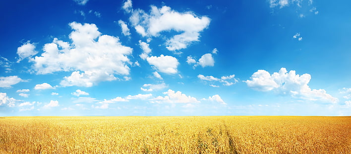 cornfield, ears, field, plain, wheat, HD wallpaper HD wallpaper