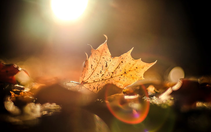 коричневый и белый лист, осень, листья, солнце, макро, блики, фон, широкоформатные, обои, размытие, полноэкранные, HD обои, полноэкранные, HD обои