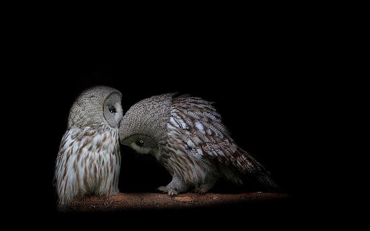 two beige barn owls, owl, couple, dark background, predators, HD wallpaper