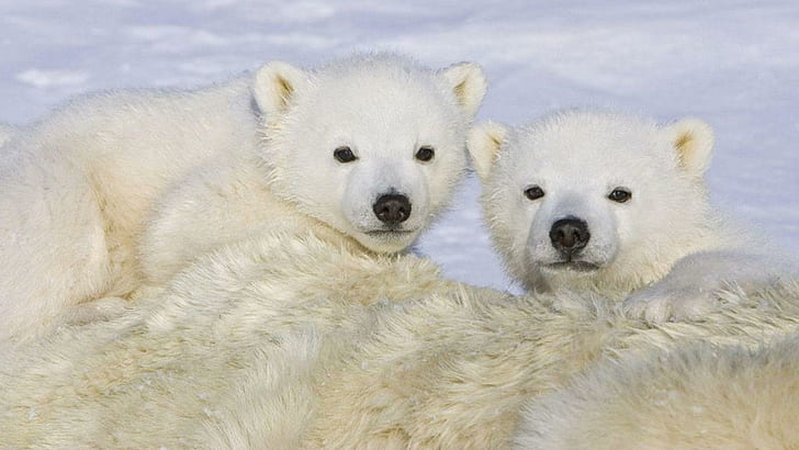 2 Cute Polar Bear Cubs, polar bears, cubs, snow, black bear, nature, wildlife, brown bear, animals, HD wallpaper