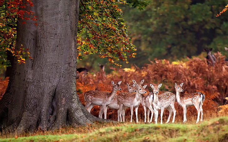 Deer Herd Autumn Forest Grass Trees 3840×2400, HD wallpaper