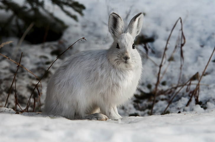 white rabbit on snow covered  ground, snowshoe hare, snowshoe hare, Snowshoe Hare, Alert, white rabbit, ground, Denali  Alaska, animal, rabbit - Animal, cute, mammal, pets, fluffy, fur, nature, small, HD wallpaper