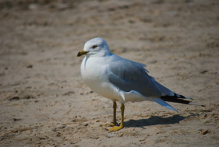 Seagull on beach ., beach, seagull, summer, sand, HD wallpaper