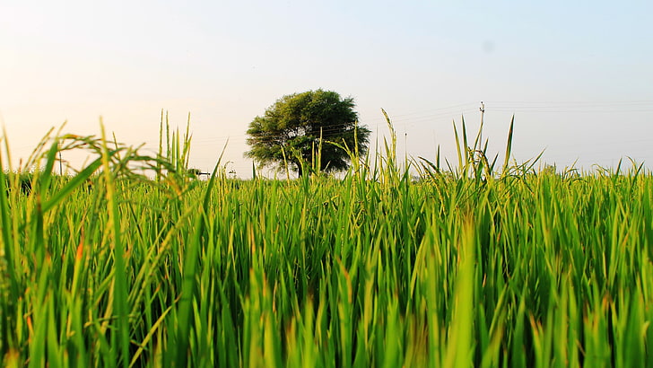 natura, cielo, campo verde, risaia, risaie, india, Sfondo HD