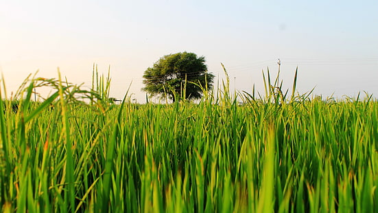 naturaleza, cielo, greenfield, campo de arroz, campos de arroz, india, Fondo de pantalla HD HD wallpaper