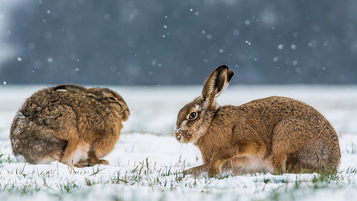 braune und weiße Tabbykatze, Tiere, Schnee, Kaninchen, Winter, HD-Hintergrundbild
