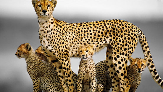 binatang, binatang bayi, cheetah, Wallpaper HD HD wallpaper
