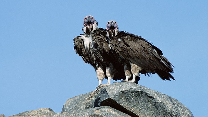 two gray vultures, vultures, birds, predators, stone, HD wallpaper