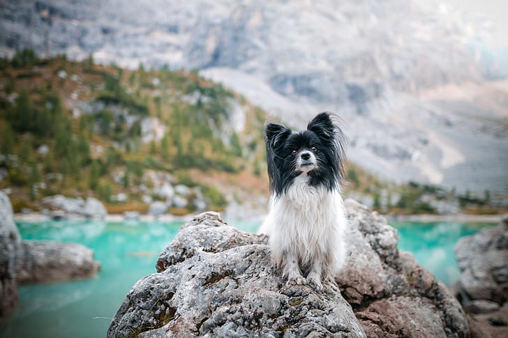 gunung, alam, danau, batu, batu, anjing, kolam, Papillon, Wallpaper HD