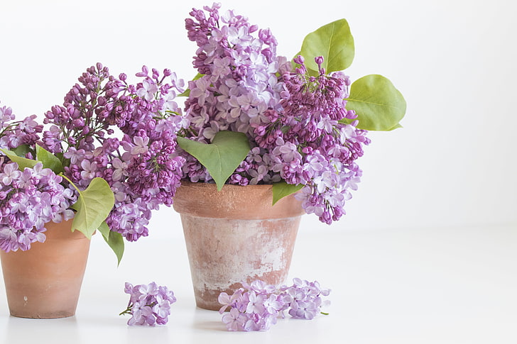 background, flowerpot, flowers, lilac, photo, white, HD wallpaper
