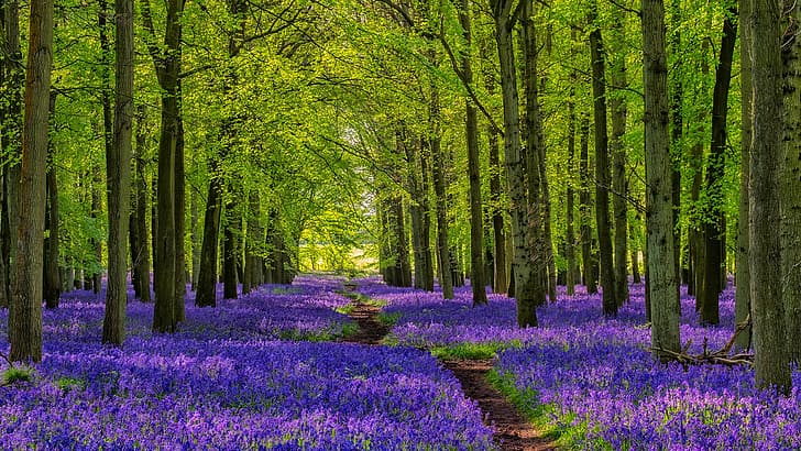 nature, landscape, trees, forest, plants, walkway, flowers, purple flowers, bluebells, England, UK, HD wallpaper