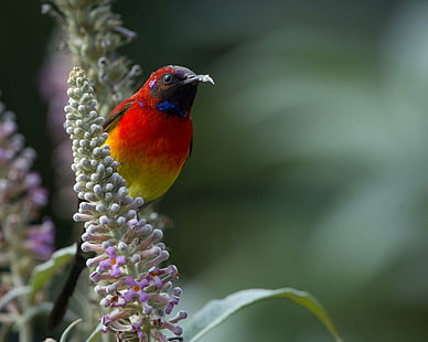 تصوير عدسة إزاحة الإمالة للطيور البرتقالية ، والطيور الشمسية ، والطيور الشمسية ، والطيور ، والطبيعة ، والحيوانات ، والحياة البرية ، والفروع ، في الهواء الطلق، خلفية HD HD wallpaper