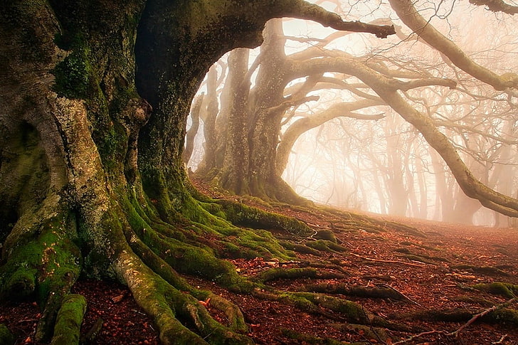 tree forest, mist, moss, forest, roots, trees, ancient, leaves, nature, landscape, HD wallpaper