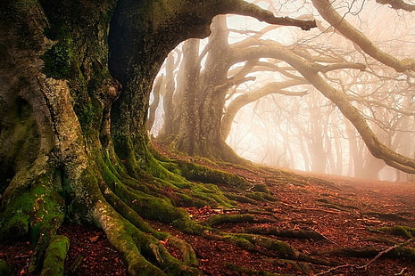 дървесна гора, мъгла, мъх, гора, корени, дървета, древни, листа, природа, пейзаж, HD тапет HD wallpaper