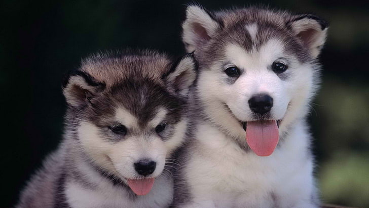short-coated gray and white puppies, animals, dog, хаски, puppies, Siberian Husky, HD wallpaper