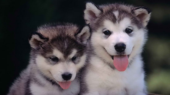 short-coated gray and white puppies, animals, dog, хаски, puppies, Siberian Husky, HD wallpaper HD wallpaper