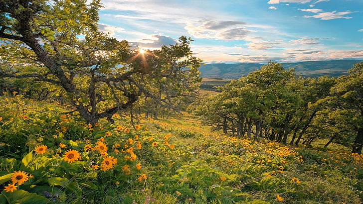 Fiore selvaggio nella cresta dell'Oregon Rowena nella gola del paesaggio del fiume Columbia Wallpaper Hd 2560 × 1440, Sfondo HD