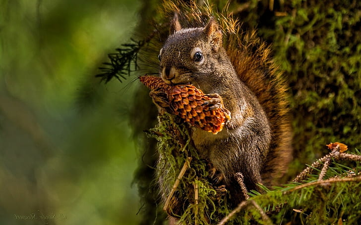 animals nature pine cones icicle squirrel, HD wallpaper