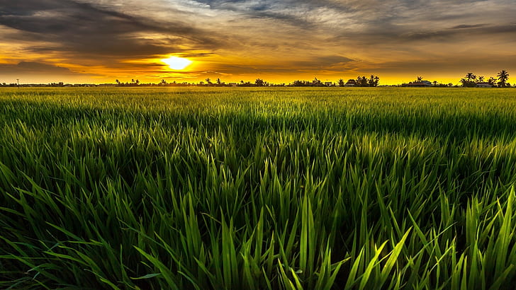 Green, sun, fields, green, sky, clouds, dusk, rice fields photo, Green, Sun, Fields, Sky, Clouds, Dusk, HD wallpaper