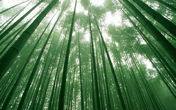 зеленые бамбуковые деревья, бамбук, зеленые, стебли, небо, кроны, HD обои