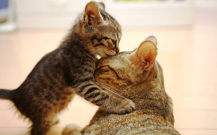 Beso para mamá, gatos, bebé, lindo, gatitos, animal, jugando, gatito, animales, amor, peludo, bueno, beso, Fondo de pantalla HD