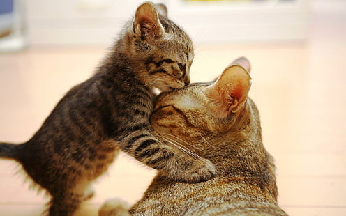 Kuss für Mama, Katzen, Baby, nett, Kätzchen, Tier, Spielen, Kätzchen, Tiere, Liebe, Pelz, gut, Kuss, HD-Hintergrundbild HD wallpaper