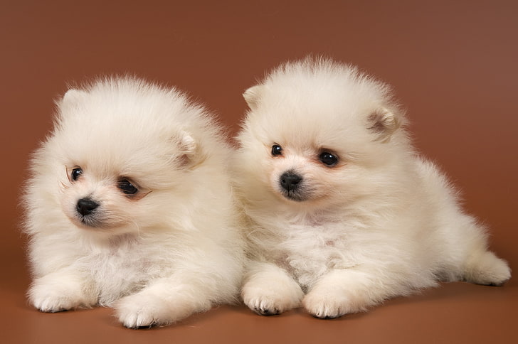two white Pomeranian puppies, white, two, Zenki, Pomeranian, HD wallpaper
