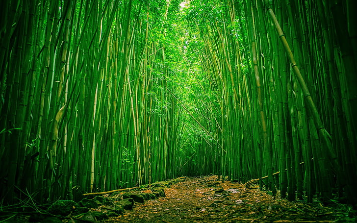 бамбуковый лес, HD обои
