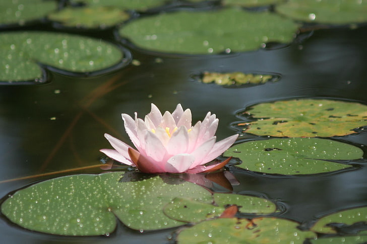 weiße Lotusblume, Seerose, Wasser, Blätter, Tropfen, Sumpf, Blendung, HD-Hintergrundbild