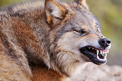 lobo marrón, lobo, cara, dientes, agresión, depredador, Fondo de pantalla HD HD wallpaper
