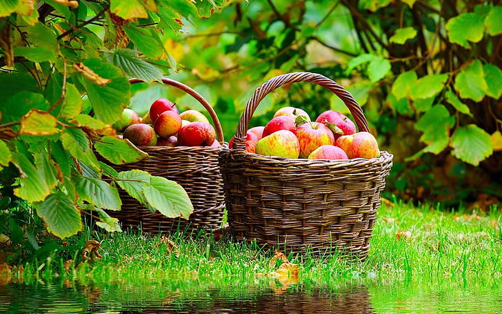 Яблоки Корзина, фрукты, еда, сад, фон, пейзаж, HD обои