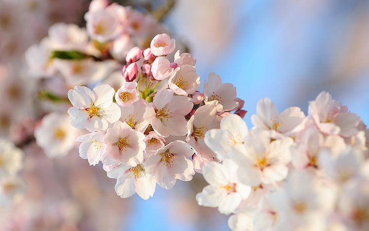 sakura putih, bunga, tanaman, pohon, mekar, musim semi, Wallpaper HD