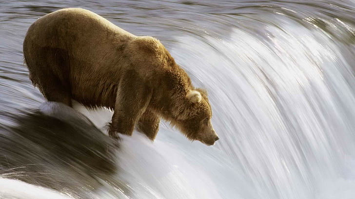 ursos, HD papel de parede