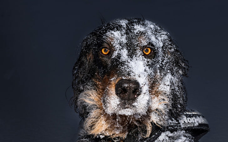 الحيوانات ، الكلب ، الثلج ، خلفية بسيطة ، عيون صفراء، خلفية HD