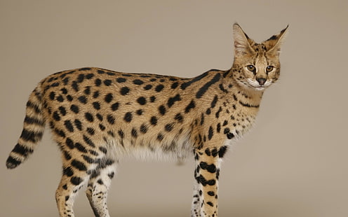 Kot savannah, ryś brązowo-czarny, kot savannah, gepard, Tapety HD HD wallpaper
