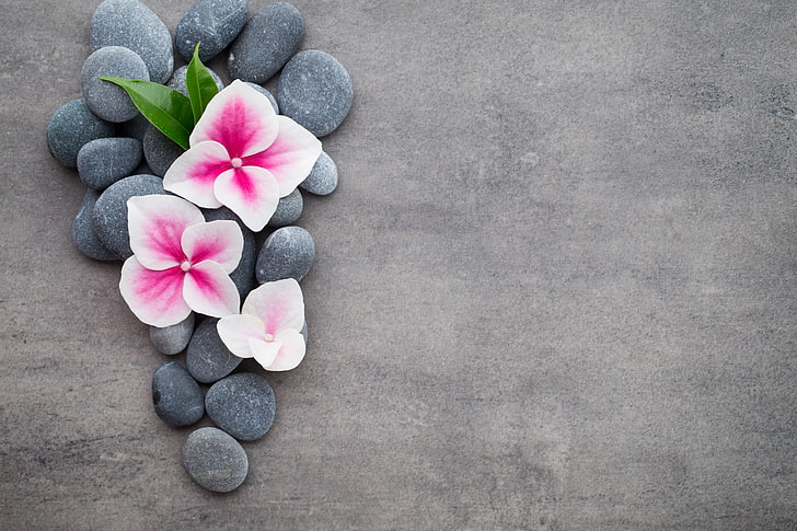 three pink-and-white petaled flowers, flowers, stones, flower, orchid, spa, zen, HD wallpaper